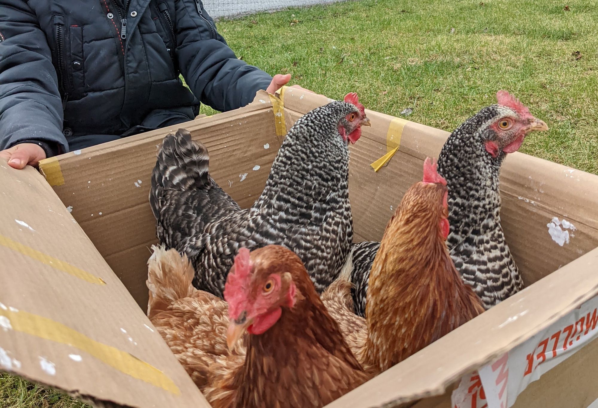🐔👋 Chick Out