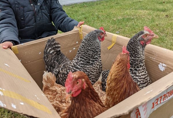 🐔👋 Chick Out